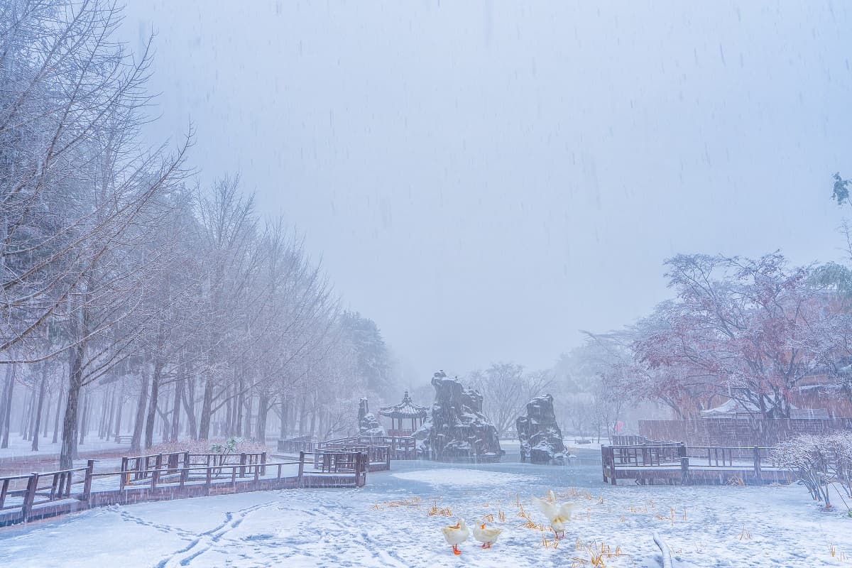 nami island in winter 3-1.jpg